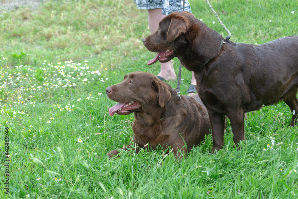 Two brown dogs on green grass. A male and female chocolate Labra Two brown dogs on green grass. A male and female chocolate Labra