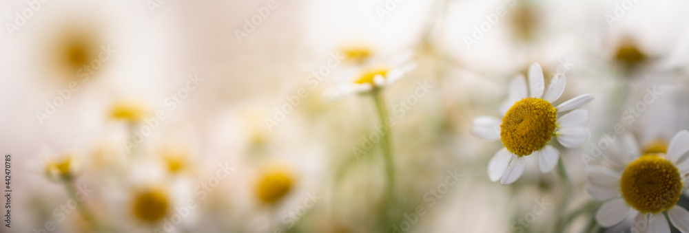 Closeup of yellow pollen of white Daisy flower with copy space using as background natural flora, ecology cover page concept.