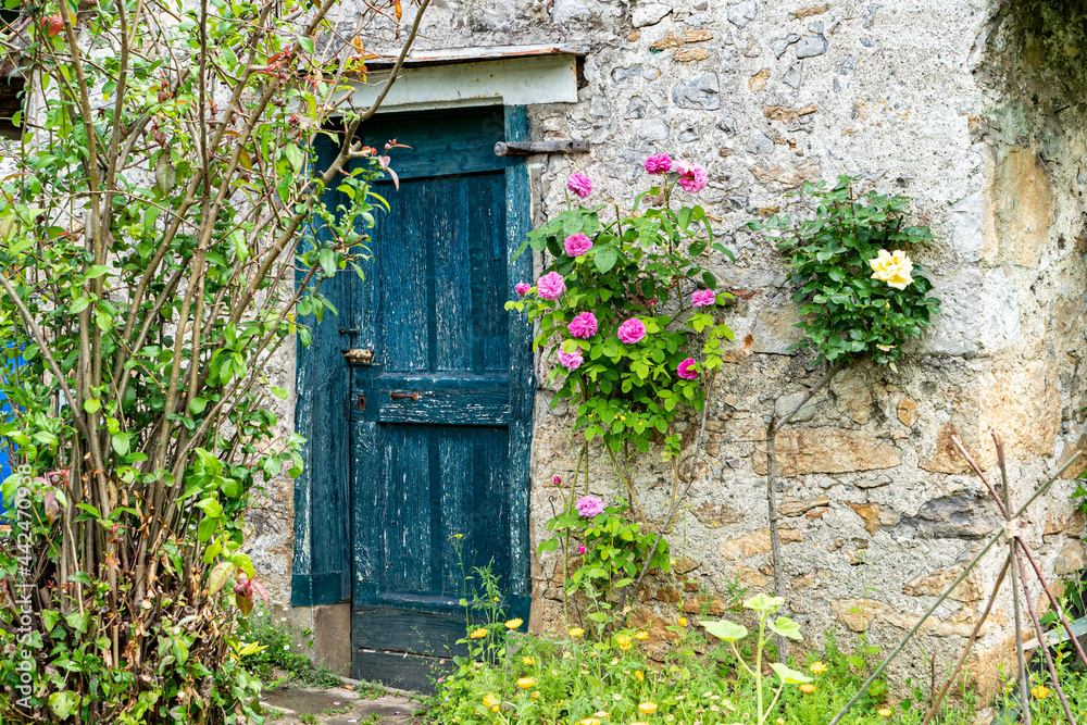 rustic old blue wooden door, covered in foliage rustic old blue wooden door, covered in foliage