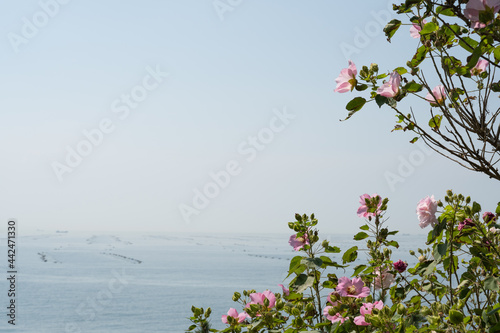 Pink flowers and summer sea