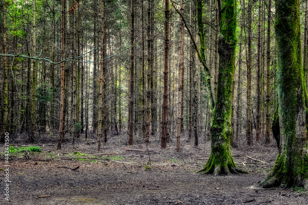 Obraz premium trees in the forest