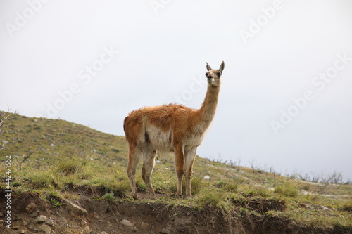 Guanaco seen near Torres del Paine National Park, Chile
