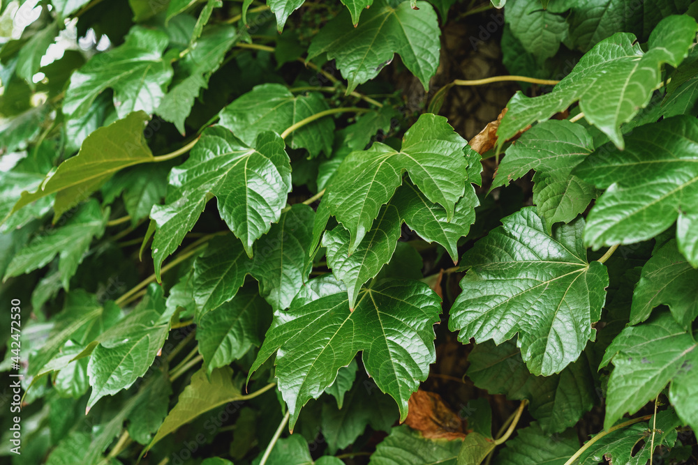 Green leaves for background, leaf texture background Green leaves for background, leaf texture background