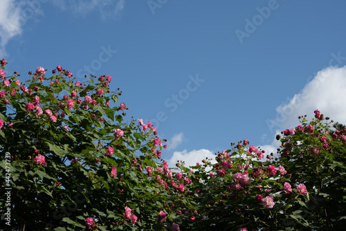 pink flowers and sky