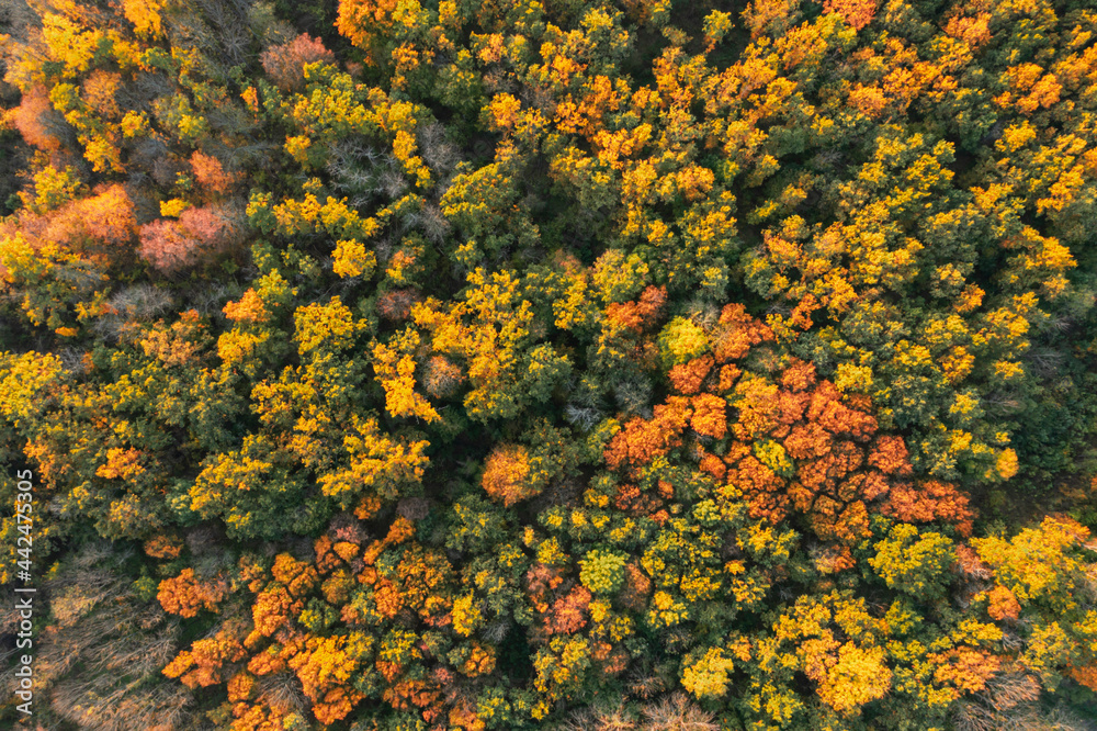 Fototapeta premium Aerial view of beautiful forest on autumn day