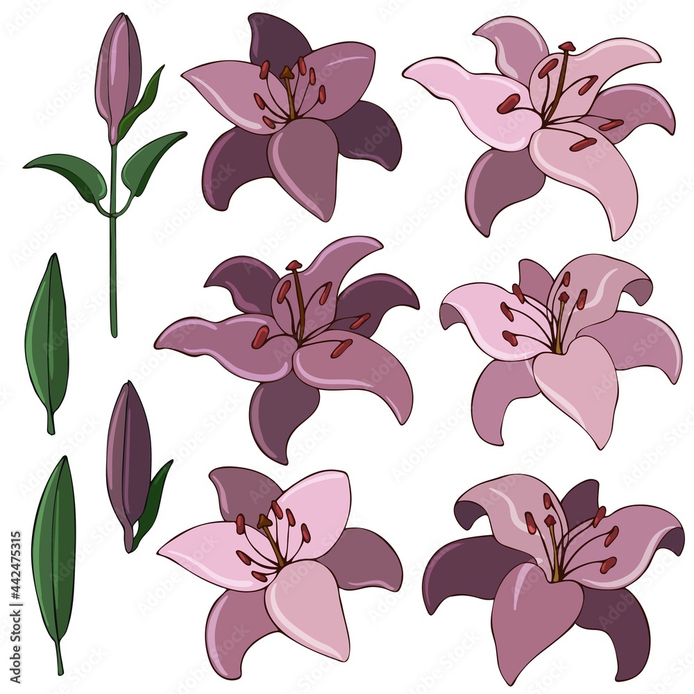 Collection of image of flowers and buds of lilies. Vector illustration colored in flat style. Floral Design Element for Wedding Invitations, Wrappers, Greeting Cards.