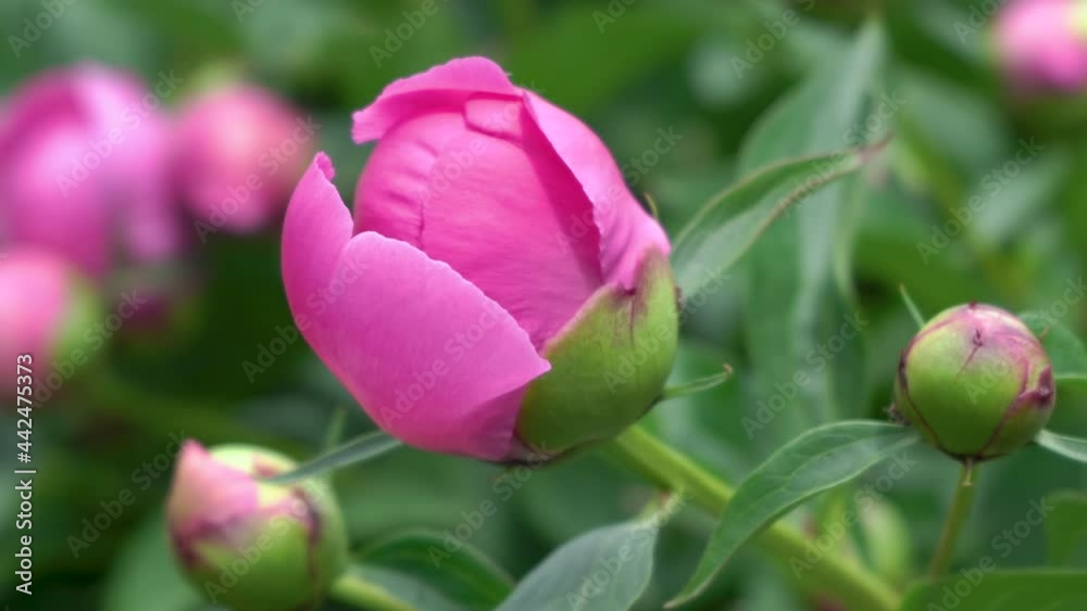 peony flower head,blooming pink peony flower in the garden peony flower head,blooming pink peony flower in the garden