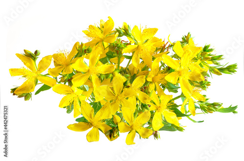 Yellow flowers of St. John's wort. Tutsan isolated on white background. Herbal medicinal plant. photo