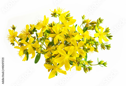 Saint John's wort flower isolated on white. Many yellow flowers of tutsan isolated on white background. Herbal medicinal plant. photo