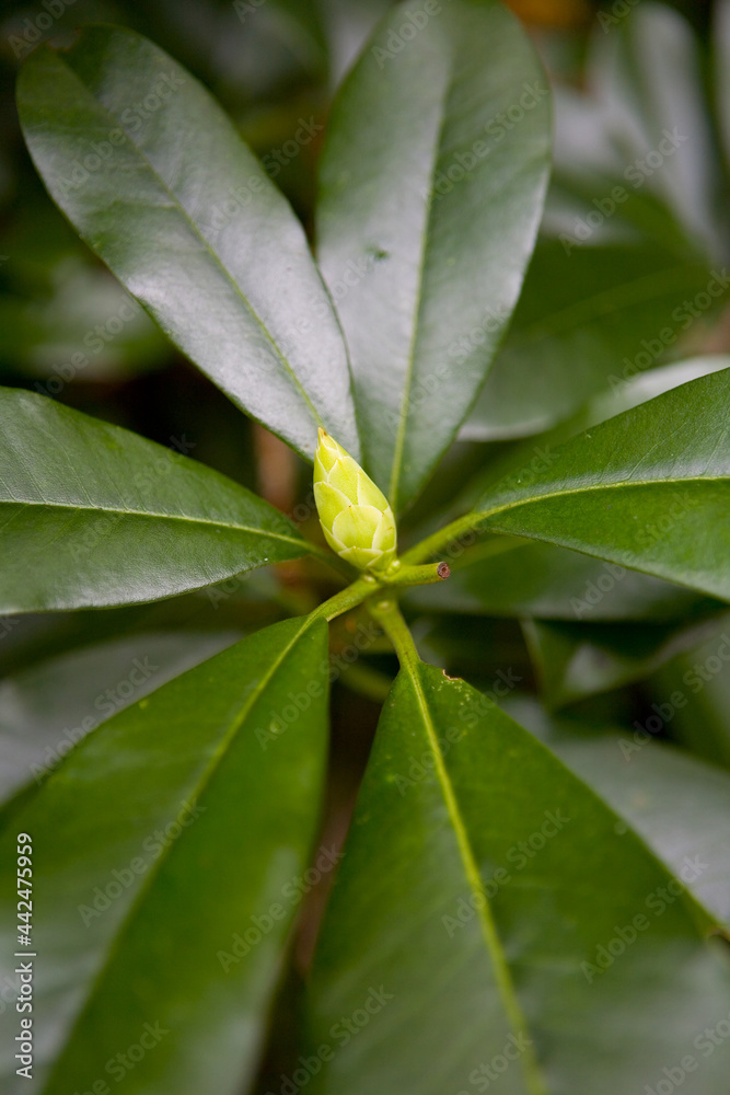 A beautiful exotic plant with a bud. A beautiful exotic plant with a bud.