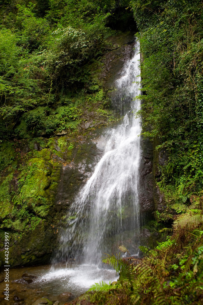 Beautiful scenic waterfall in the rain forest.