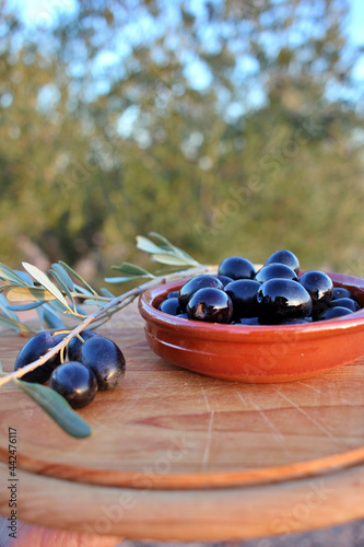 bowl with black olives and olive branch with olive field in the background
