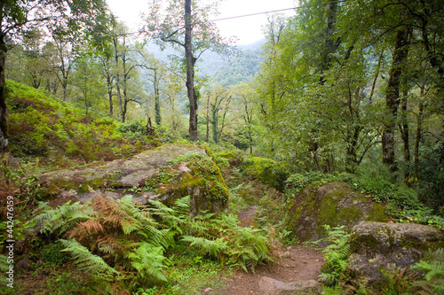 Obraz na płótnie Summer landscape in the Mtirala National Park. w salonie