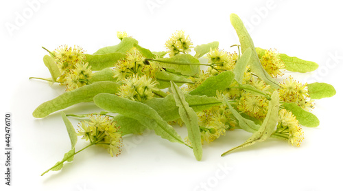 Linden flowers isolated on white background