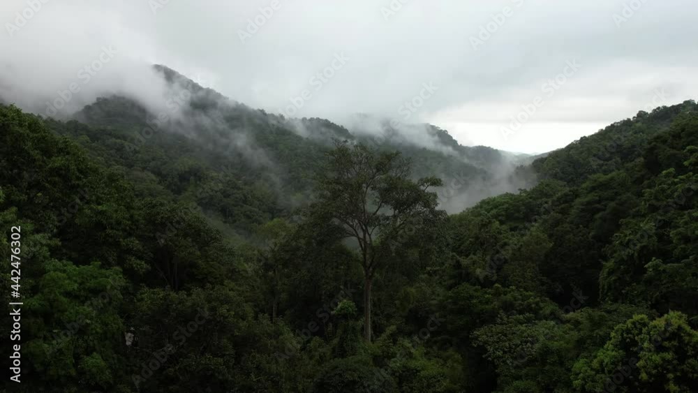 Aerial landscape view of greenery rainforest and hills on foggy day by drone Aerial landscape view of greenery rainforest and hills on foggy day by drone