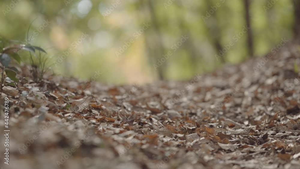 Walking around the outdoor bamboo grove, the upward and downward bevel slope in the forest, the moment when the leaves fall to the ground soil (2) Walking around the outdoor bamboo grove, the upward and downward bevel slope in the forest, the moment when the leaves fall to the ground soil (2)