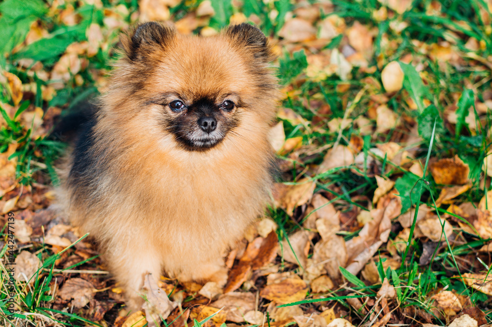 Portrait of a dog of breed Spitz brown in grass close-up. Card Portrait of a dog of breed Spitz brown in grass close-up. Card