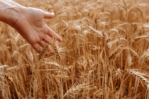 Portrait woman hand inside of wheat field. harvest concept