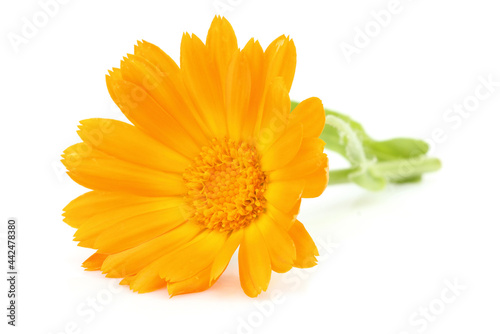 Calendula flower isolated close-up.