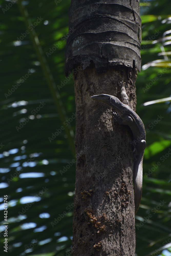 Fototapeta premium a monitor lizard climbing upon a tree
