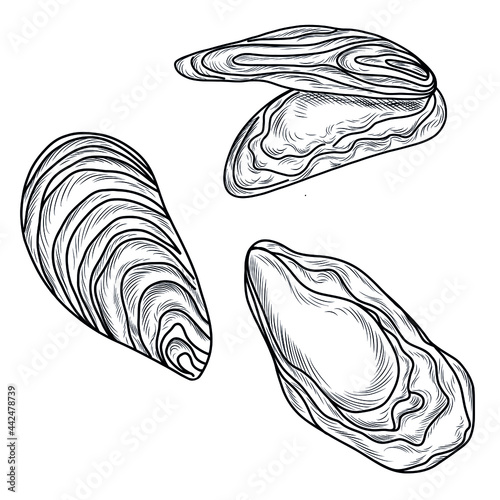 Hand drawn vector collection of illustrations of clams, mussels, oysters