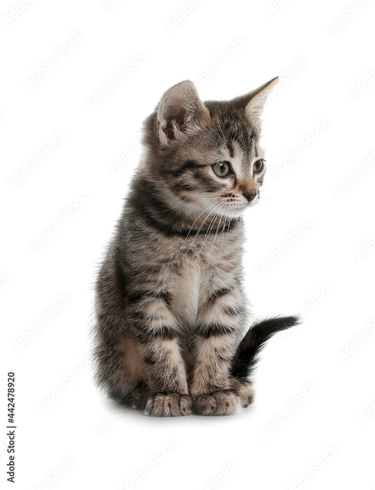 Cute little tabby kitten on white background Cute little tabby kitten on white background