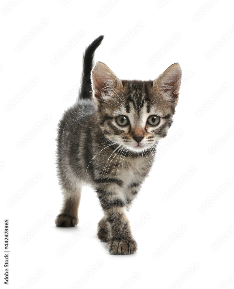 Cute little tabby kitten on white background Cute little tabby kitten on white background