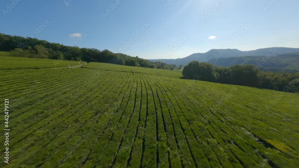 Extreme speed flight fpv sport drone over nature valley tea plantation Matsesta, Sochi at sunny summer. Amazing landscape natural environment with plants and horizon dynamic shooting from helicopter Extreme speed flight fpv sport drone over nature valley tea plantation Matsesta, Sochi at sunny summer. Amazing landscape natural environment with plants and horizon dynamic shooting from helicopter