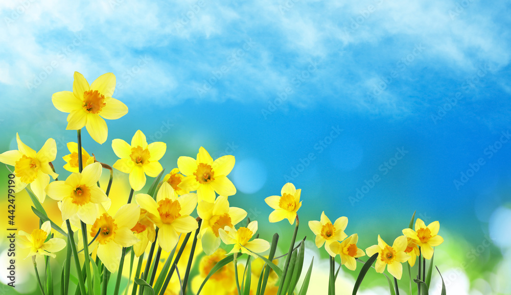 Beautiful yellow daffodils outdoors on sunny day. Banner design