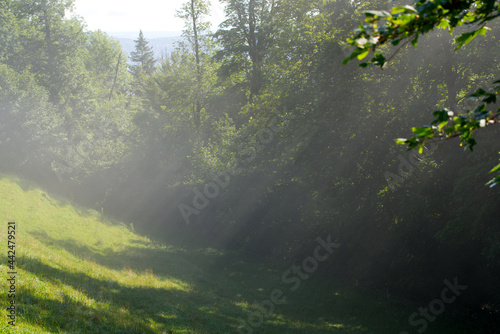 Sunbeams and water steam at summer morning at local mountain Uetliberg. Photo taken June 29th  2021  Zurich  Switzerland.