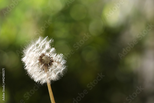 Beautiful dandelion flower on blurred green background. Space for text