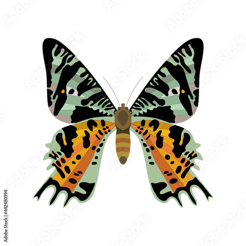 The butterfly is painted with black spots on a white background.