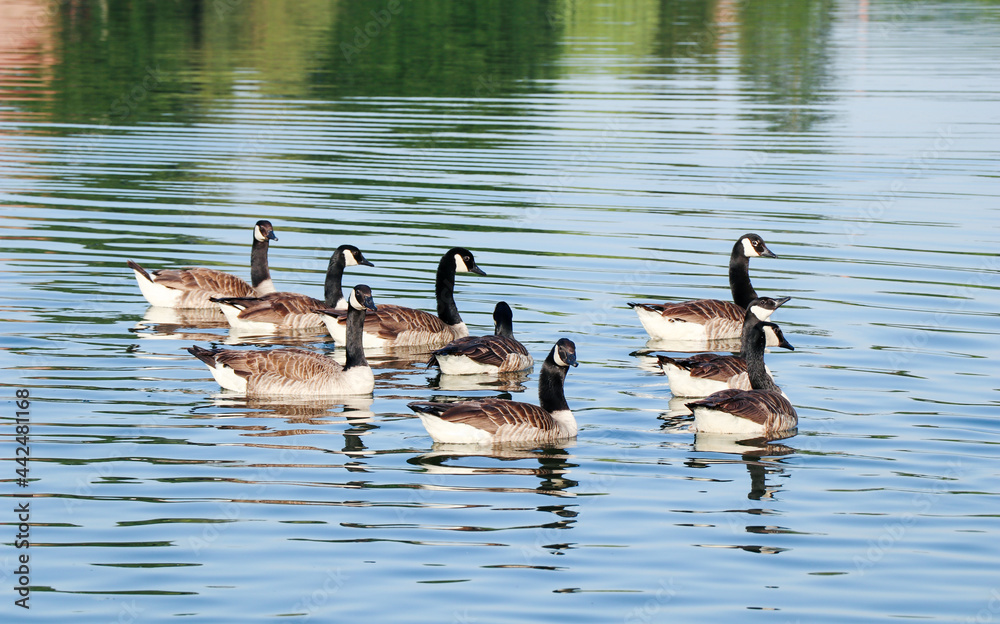 Obraz premium close up of group of Canada gooses swimming in the Meuse river in Belgium in summer season. 