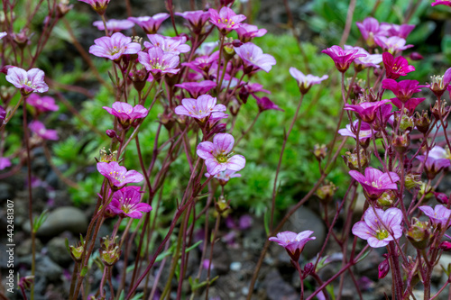 Saxifraga x arendsii saxifrage flower detail