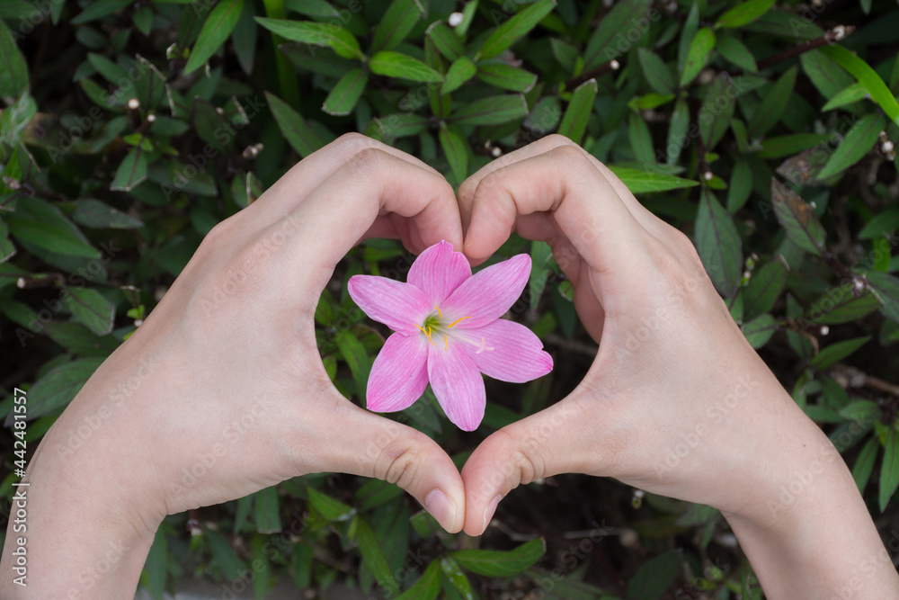 Female making love heart shape by hands around the flower.