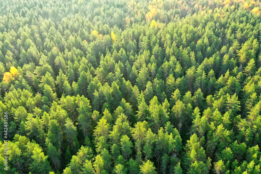 summer forest top view drone, background green trees panorama landscape