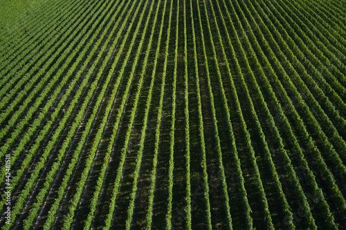 Rows of vineyards in Italy. Vineyard plantation top view. Italian vineyards aerial view. Italian viticulture near Lake Garda.