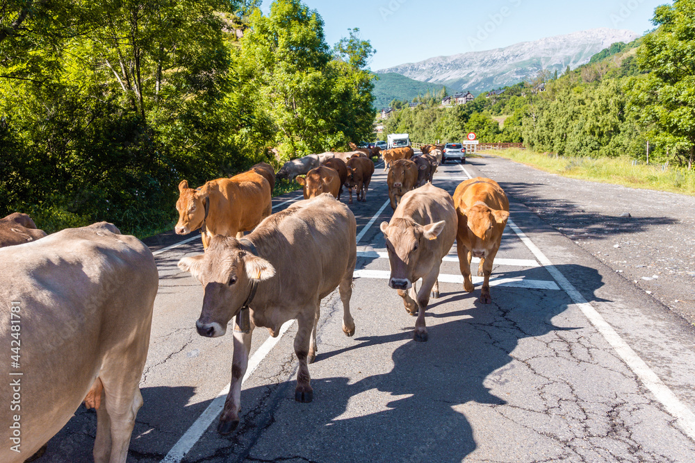 Herd of cows crossing the town Benasque, huesca, spain