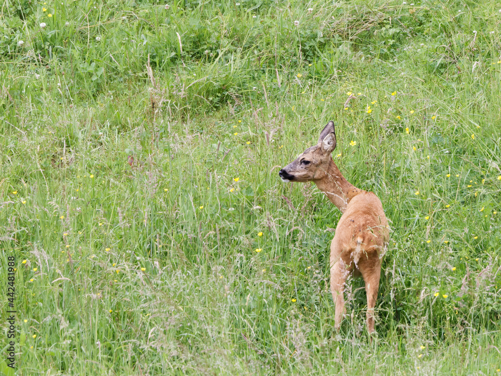 Fototapeta premium Chevrette