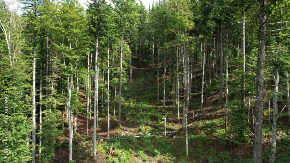 Aerial shot of beautiful fir, larch and beech woods on the Tuscan mountains of Casentino near Arezzo. Italy. Aerial shot of beautiful fir, larch and beech woods on the Tuscan mountains of Casentino near Arezzo. Italy.