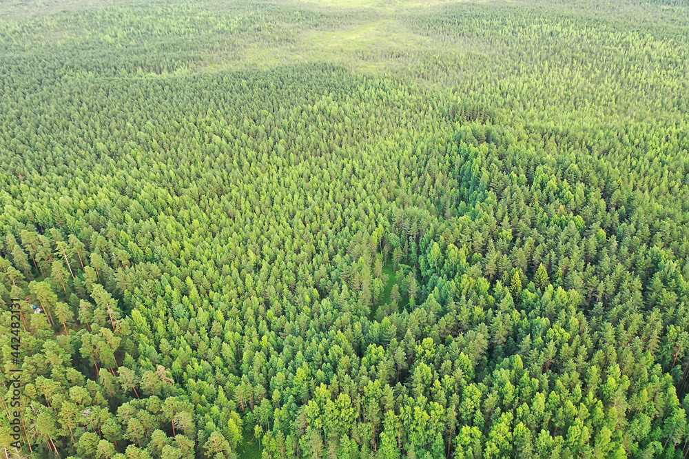 summer forest top view drone, background green trees panorama landscape