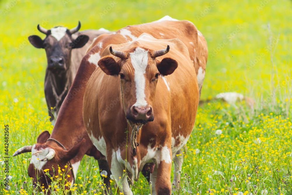 A beautiful cow grazes in the summer on a green meadow. The pet looks directly into the camera camera. A beautiful cow grazes in the summer on a green meadow. The pet looks directly into the camera camera.