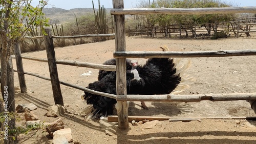 ostrich in the zoo
