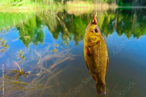 Fish crucian carp on a hook with a fishing line close-up. Caught fish on a line above the water surface of a forest pond. The concept of hunting, fishing, outdoor recreation.