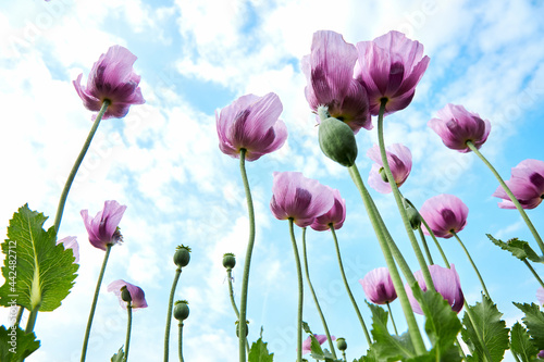 A field of purple poppies against a blue sky in the clouds. Natural landscape. Summer flowers. Natural design element