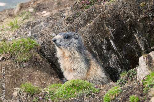 Alpine marmot at the entrance to its burrow in the mountains