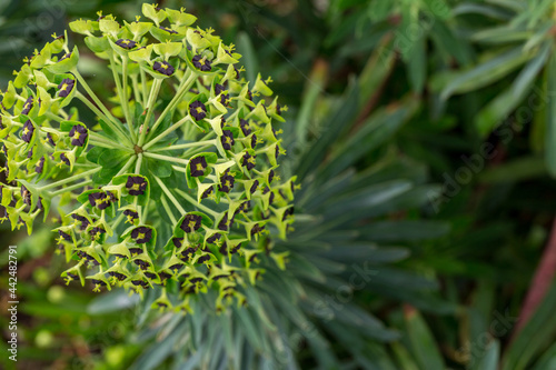 Euphorbia characias 'Black Pearl' palisades milkweed flower detail2