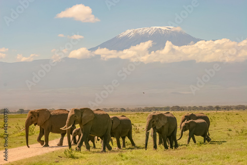 Famille El  phants Loxodonta africana devant le mont Kilimandjaro    Amboseli Afrique Kenya