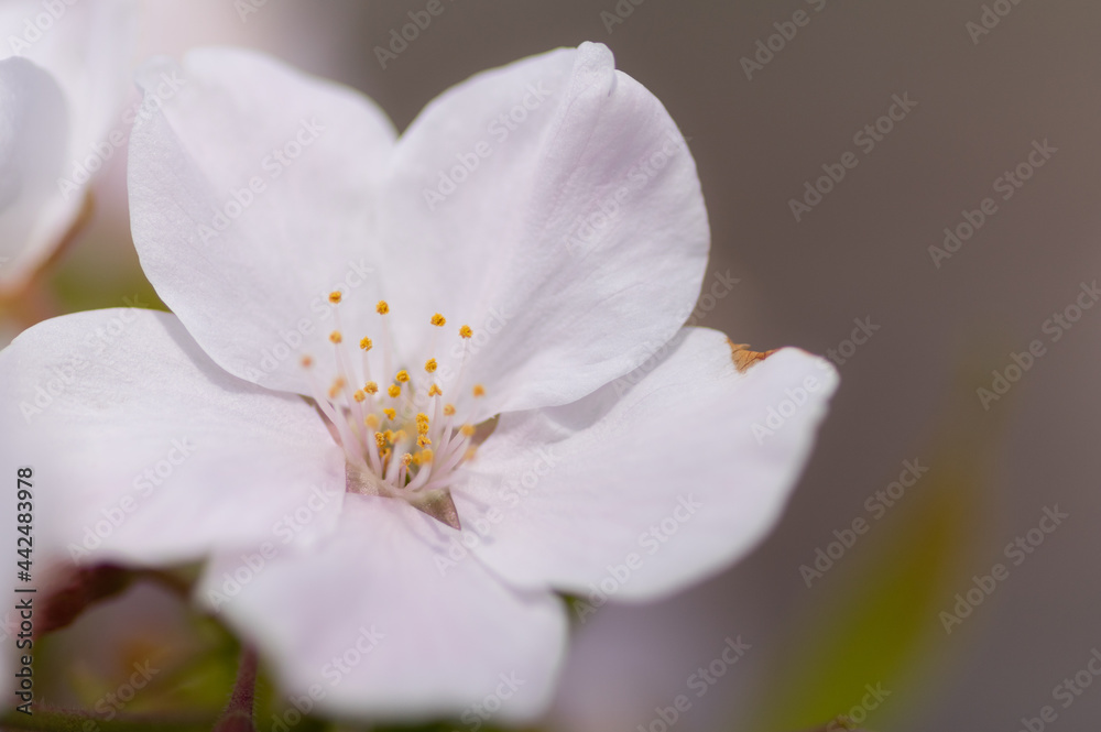 桜咲く