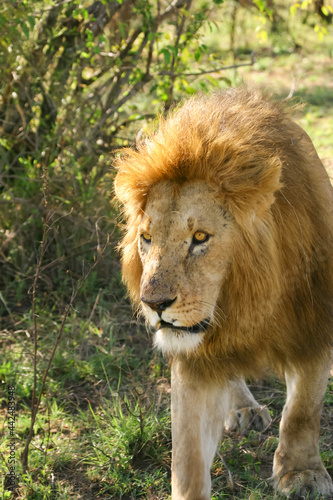 Lion en safari big five    Amboseli Kenya